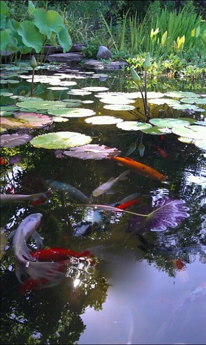 koi and lillies in a backyard pond Pondscapes Maryland