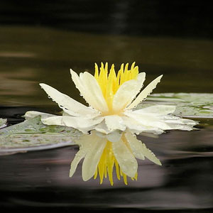Water Lilly - Pondscapes Maryland