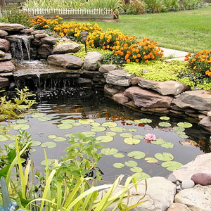 Pond with landscaping -  Pondscapes Maryland