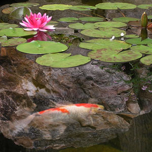 Pond with koi and lillies -  Pondscapes Maryland
