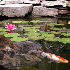 Pond with koi and lillies -  Pondscapes Maryland