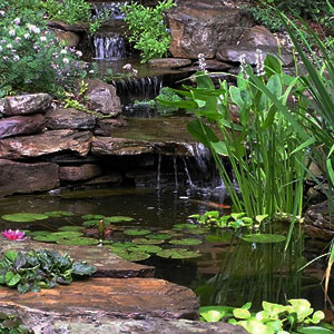 backyard pond with waterfall and fish Pondscapes Maryland